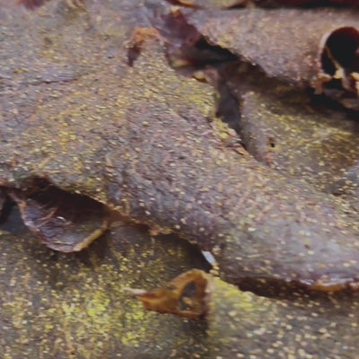 LEMON PEPPER Beef Jerky